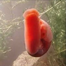12 Red Mixed Small - Medium Ramshorn Snails Live  – Freshwater Aquarium picture