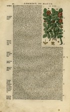 Antique Print-Botany-Rose-Mattioli-p. 130-Anonymous-1572 picture