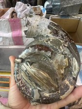 3.44LB Natural ammonite fossil conch Crystal specimen Reiki healing decor picture