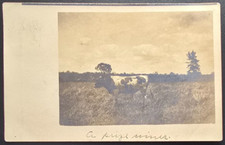 1909 Real Photo Postcard Prize Winning Cow Cortland Ohio Farm Scene RPPC picture