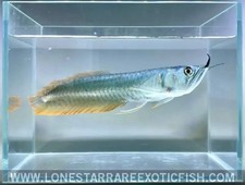 Silver Arowana / Osteoglossum bicirrhosum - Live Aquarium Fish picture
