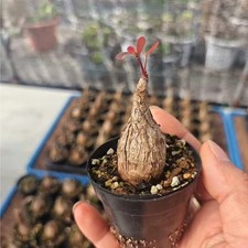 2.5-3.5cm 1Pieces Live Phyllanthus mirabilis Caudex Cactis Beautiful Garden Rare picture