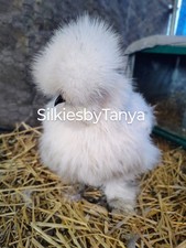 6+  Fertile Bantam Silkie Chicken Hatching Eggs. Frizzles/ Satins Possible.  picture