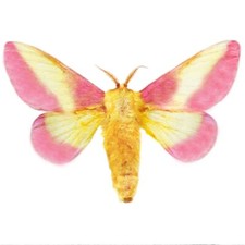Dryocampa rubicunda ONE REAL MOTH PINK YELLOW ROSY MAPLE USA WINGS CLOSED picture