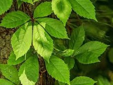 10 Virginia Creeper Plant Bare Roots Native Plants picture