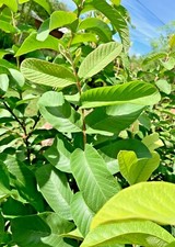 55 PC'S FRESH ORGANIC GUAVA LEAVES TEXAS GROWN GREEN Tea Hojas de Guayaba picture