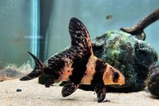 3-Pack Live Chinese High Fin Banded-Shark – 1.5-2– Rare Freshwater Aquarium Fish picture