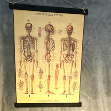 Cavallini & Co. The Skeletal System Vintage Style Wall Hanging 1980s picture