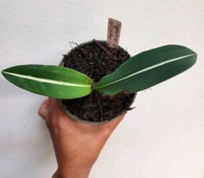 Hippeastrum Reticulatum Var. Striatifolium Rooted picture