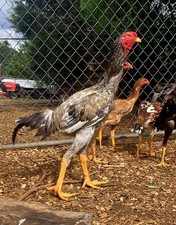 6+ Extremely Rare BLUE Real Indio Gigante Hatching Eggs RRA (((GUARANTEE))) picture