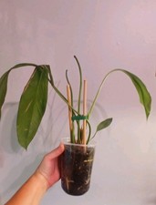 Anthurium Pallidiflorum Guayusa picture