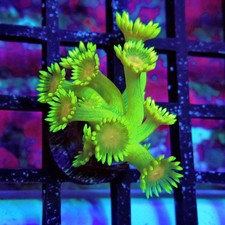 WYSIWYG - Unique Ultra Green Goniopora Frag picture