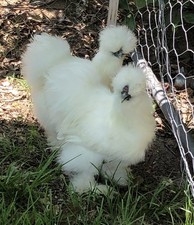 Silkie Hatching Eggs 12+ Hen’s Choice, Blk,Wht, partridge/showgirl/satin/frizzle picture