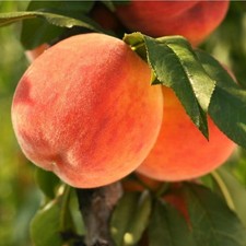 Sweet Peach Tree Live Plant, Fruit Tree, 6-10 Inch Tall picture