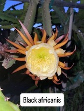 Mature cuttings of “BLACK AFRICANIS” 14-18 inch long picture