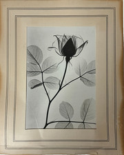 Rare Dr. Dain  Tasker X-Ray Of A LOTUS GELATIN SILVER PRINT picture