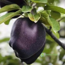 30 Seeds Black Diamond Apple Skin Black Flash White Rare Variety Tasty Fruits picture