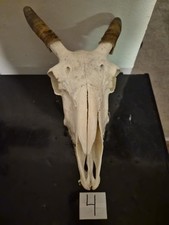 Goat Skull picture