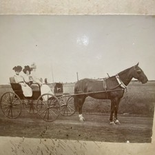 Edwardian Mounted Photograph Women Horse & Buggy 1900s Vernacular Photo picture