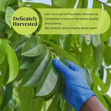 Soursop Leaves, 200+Graviola Leaves, Hojas De Guanabana Leaf, Tea, picture
