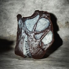 Camarasaurus lentus ( Juvenile) Skull Fossil Cast Replica- Dinosaurs-... picture