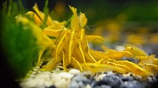 20+ Golden Back Yellow Shrimp – High Grade Neocaridina Live Freshwater Shrimp picture