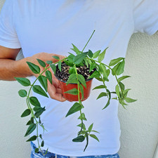 Hoya Bella -E picture