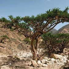 Boswellia sacra Omani Frankincense Seed Grown Caudex Rare Live Plant Exact Plant picture