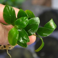 *BUY 2 GET 1 FREE* Anubias Nana Petite Anubias Plants Live Aquarium Plant ✅ picture
