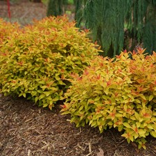 Proven Winners® Double Play® Candy Corn® Spiraea Shrub Live Plant Well Rooted picture