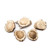 5 ct XLarge Deer Shed Antler Burrs 2