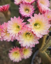 Echinopsis Hybrid Riverside Large Unrooted 13 Inch Cutting picture