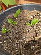 4 Seedling Giant Lemon Ponderosa  picture