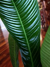 RARE  Philodendron Campii Lynette 19