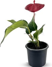 Anthurium Scherzerianum Dark Red, Valentines Day Gift IDeal for Plant Lovers picture
