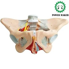 1:1 Life Sized Human Female Pelvis Neural Model Pelvic Floor Muscle Perineal picture