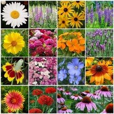 All Perennial Wildflower Mix, 15 Species Flowers, Variety Packet-Size, Easy Grow picture