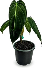 Philodendron Melanochrysum | Live Green Indoor House Plant picture