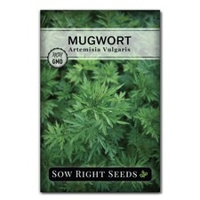 Sow Right Seeds - Mugwort for Planting - Non-GMO Heirloom 1, green picture