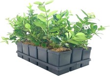 Ligustrum Waxleaf Privet | Quart | Ligustrum japonicum | Low Maintenance | Hardy picture