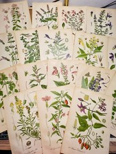 Set of 3 Antique Botanical Illustration 1886 Chromolithograph Vintage picture