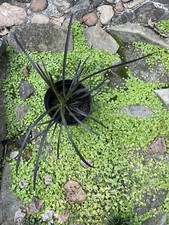 01 Mondo Black Dragon Grass Live Plants Ophiopogon Terrarium Fairy Garden picture