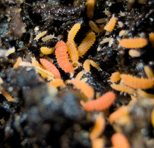 200+ Orange Springtails Yuukianura aphoruroides - Reptile Feeder picture