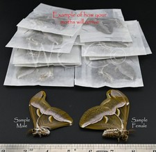 CYNTHIA MOTH 5 PAIRS MALE AND FEMALE  A+++ QUALITY   (UNMOUNTED SPECIMENS)  picture