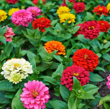 Zinnia Pumila Mix 200 Seeds MIXED Flower COLORFUL RAINBOW BLOOMS (200 Seeds) picture