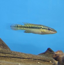 Zebrina Pike Cichlid 3-4in picture