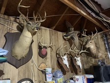 Taxidermy Collection picture
