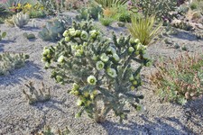 Cholla Cactus 'Colorado White