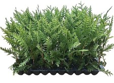 Thuja Green Giant | 2 Inch | Thuja standishii x plicata | Low Maintenance picture