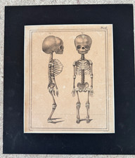 Antique Anatomy - Child's Skeleton - Plate #47 J. Cloquet (circa 1825) picture